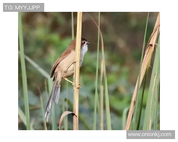 扣鸟与其背后含义的深度解析与探讨 扣鸟与其背后含义的深度解析与探讨